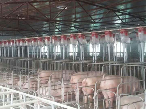 自動(dòng)喂料系統(tǒng) 自動(dòng)喂料系統(tǒng)