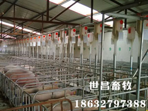 豬場(chǎng)料線