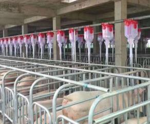 豬場自動(dòng)化料線安裝