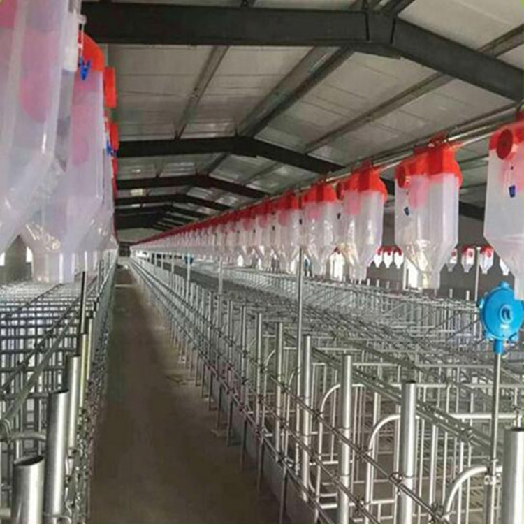 豬用自動喂料視頻