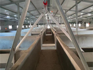 豬場自動(dòng)化供料線